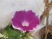Picotée-Winde.webp
