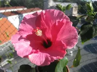 Hibiskus.webp
