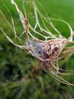 Spinnennest_302.webp