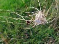Spinnennest_298.webp