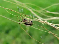 Spinnennest_296.webp