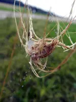 Spinnennest_300.webp