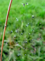 Spinnennest_303.webp
