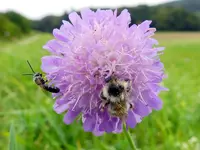 Hummel-Schwebefliege_226.webp