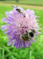 Hummel-Schwebefliege_238.webp