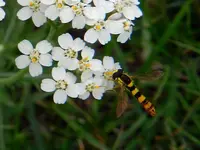 Schafgarbe-Schwebefliege_116.webp
