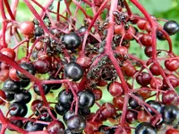 Hollunder mit Besuch_054.webp