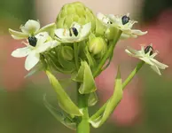 Milchstern.webp