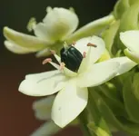 Milchstern_2.webp