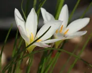 Zephirblume.webp