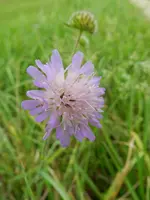 Flockenblume_253.webp