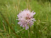 Flockenblume_255.webp