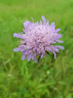 Flockenblume_166.webp