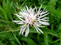 Flockenblume_125.webp