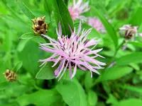 Flockenblume_127.webp