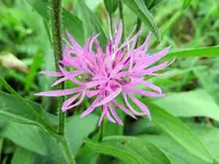 Flockenblume_128.webp