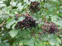 Hollunder_050.webp