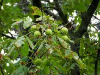 Kastanien_071.webp