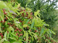 Pfaffenhütchen_207.webp