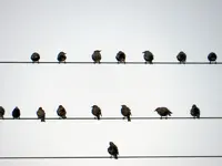 Stare_084.webp