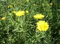 gelbe aster2 (2).webp