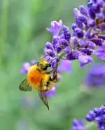 DSC_0616 Biene.webp