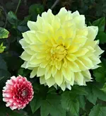 DSC_0606 Dahlien.webp