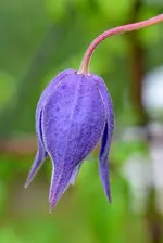 DSC_0610 Clematis.webp