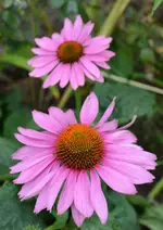 DSC_0614 Echinacea.webp