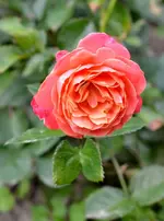 DSC_0612 Rose.webp