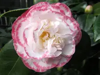 Kamelie v (3).webp