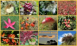 Herbst 2012v.webp