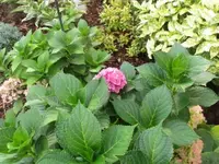 034.webp