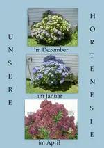Copy of Hortensie  2v.webp