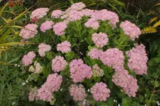 2012_0902Sommer0004.webp