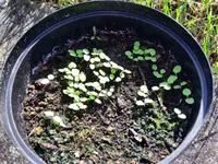 Physalis.webp