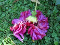 Copy of IMG_0532v.webp