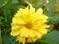 Dahlie.webp