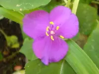 Dreimasterblume.webp