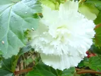 Knollenbegonie (2).webp