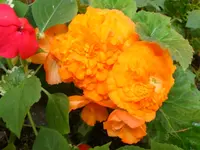 Knollenbegonie.webp