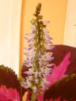 Buntnessel.webp
