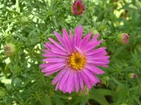 Herbstaster.webp