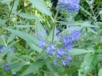 Bartblume.webp