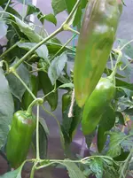 Paprikas.webp