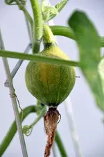 kuerbis04.webp