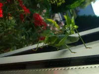 DSC00084.webp