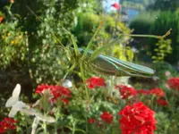 DSC00085.webp