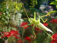 DSC00087.webp