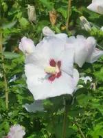 CIMG1652.webp